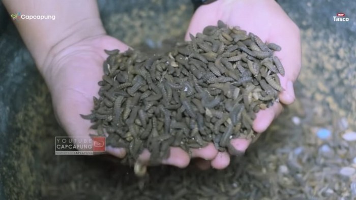 Berawal dari Beban Pakan Ternak Membengkak, Pria Ini Sukses Budi Daya ... Ternak maggot di Lebong Utara, Lebong