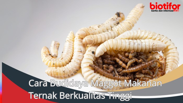 Budidaya maggot pemula di Lhoong Aceh Besar