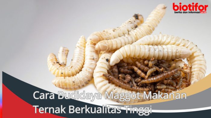 Cara Budidaya Maggot Makanan Ternak Berkualitas Tinggi Ternak maggot di Kaur Selatan, Kaur
