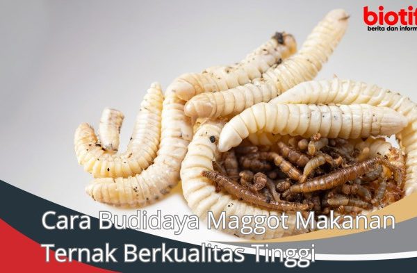 Ternak maggot di Kaur Utara, Kaur