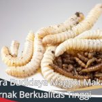 Budidaya maggot pemula di Simpang Tiga Aceh Besar