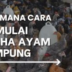 Beternak ayam di pekarangan rumah di Ulee Kareng Kota Banda Aceh