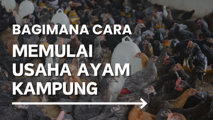 Menuai Untung dengan Beternak Ayam Kampung - BA INDONESIA