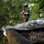 Melihat Peternakan Lebah Madu di Blang Bintang, Foto 6 #1938363 ...