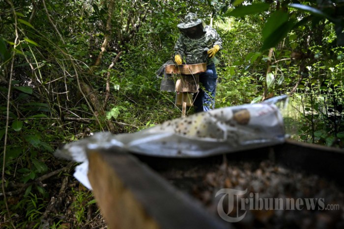 Melihat Peternakan Lebah Madu di Blang Bintang, Foto 6 #1938363 ... Melihat Peternakan Lebah Madu di Blang Bintang, Foto 6 #1938363 ...