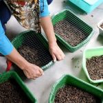 Cara Membuat Pakan Maggot untuk Budidaya Ternak