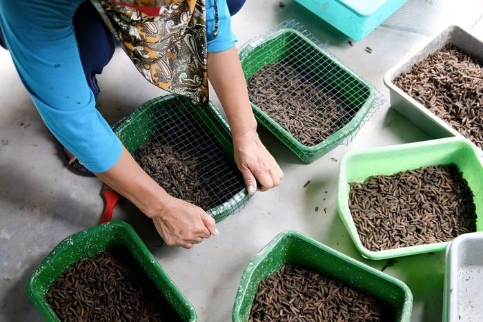 Budidaya maggot cara warga Bengkulu atasi sampah - ANTARA News ... Budidaya maggot cara warga Bengkulu atasi sampah - ANTARA News ...