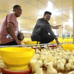 Budidaya ayam broiler di Padang Guci Hulu, Kaur