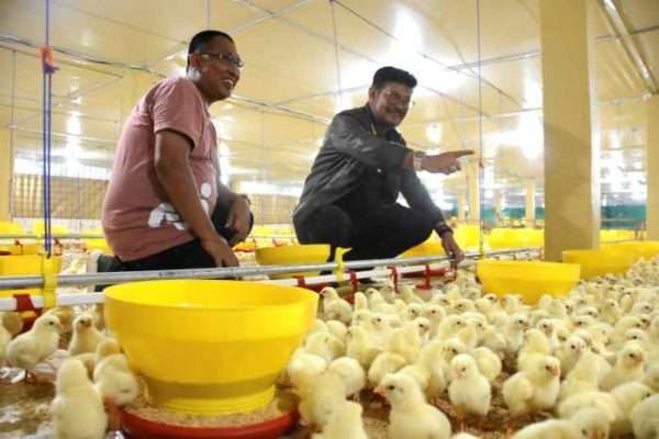 Budidaya ayam broiler di Padang Guci Hulu, Kaur