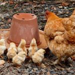 Budidaya Ayam Kampung di Pekarangan Rumah - Sinau Ternak