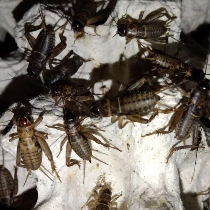 Ternak jangkrik di Indra Jaya, Aceh Jaya