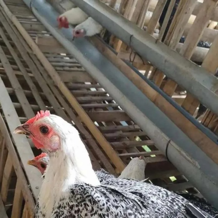 Promo ! AYAM ARAB PETELUR | 5 BULAN | SUDAH MULAI BERTELUR | BETINA ... Promo ! AYAM ARAB PETELUR | 5 BULAN | SUDAH MULAI BERTELUR | BETINA ...