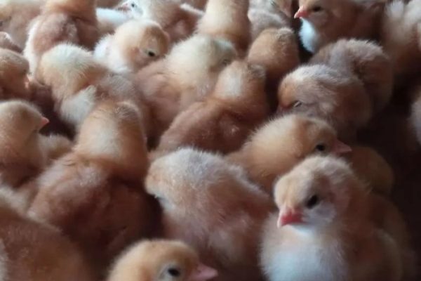 Ayam merah petelur di Metro Timur, Kota Metro