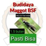 Kelompok Binaan PT BSI Jadi Konsultan Budidaya Maggot di Australia ...