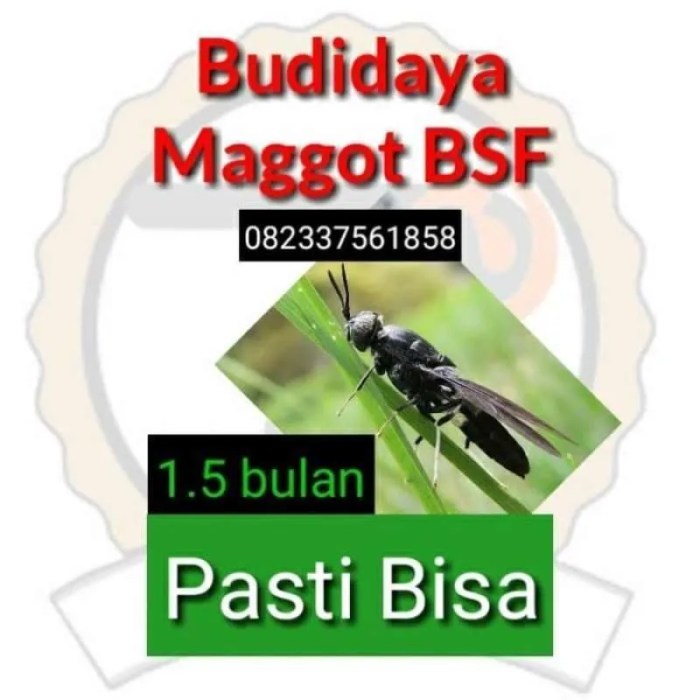 Budidaya Maggot di Pematangsiantar dan Potensi Keuntungannya (profit ... Budidaya Maggot di Pematangsiantar dan Potensi Keuntungannya (profit ...