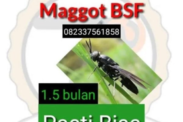 Kelompok Binaan PT BSI Jadi Konsultan Budidaya Maggot di Australia ...