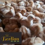 Penjual ayam petelur terdekat di Sawang Aceh Selatan