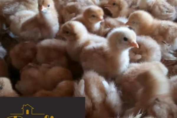 Penjual ayam petelur terdekat di Sawang Aceh Selatan