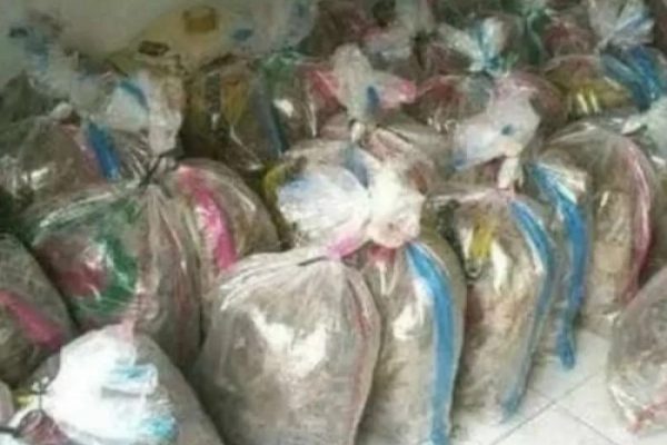 Ternak jangkrik di Kluet Selatan, Aceh Selatan