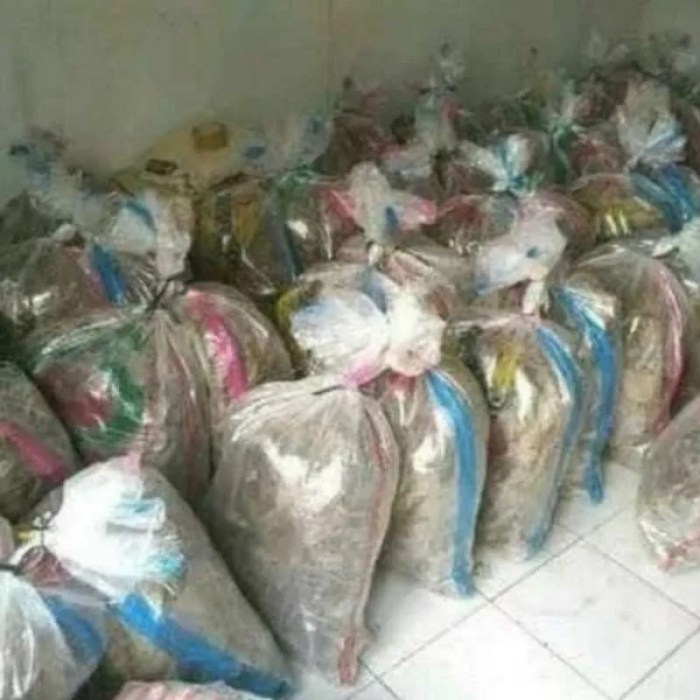 Ternak jangkrik di Kluet Selatan, Aceh Selatan