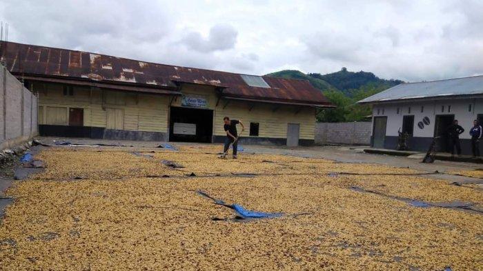 Ternak jangkrik di Pegasing, Aceh Tengah