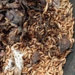 Cara Budidaya Maggot BSF Untuk Pemula Di Rumah Tanpa Bau