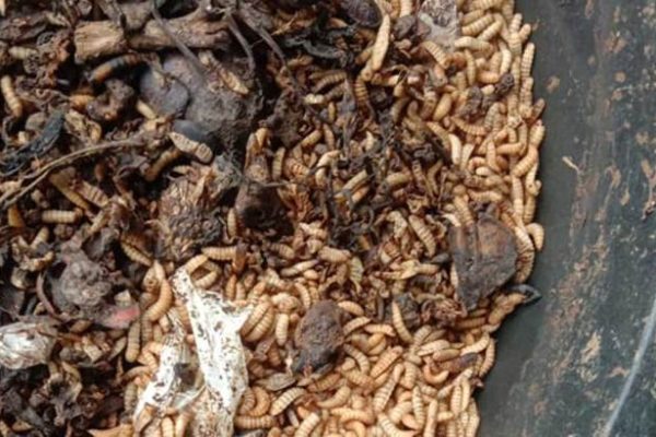 Cara Budidaya Maggot BSF Untuk Pemula Di Rumah Tanpa Bau