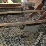 Cara Ternak Jangkrik Untuk Pemula..Hasilkan Keuntungan Besar Dengan ...