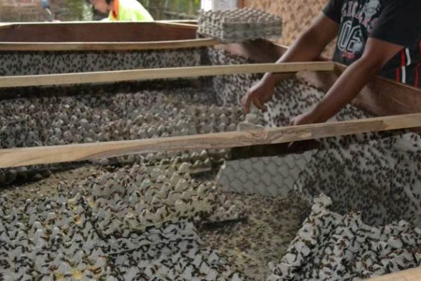 Cara Ternak Jangkrik Untuk Pemula..Hasilkan Keuntungan Besar Dengan ...