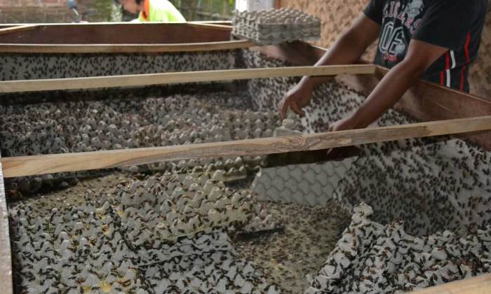 Cara Ternak Jangkrik Untuk Pemula..Hasilkan Keuntungan Besar Dengan ...