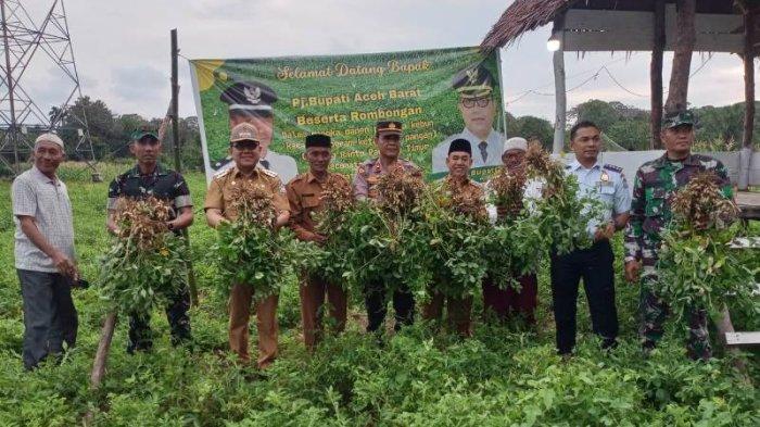 Cek Keunggulan Ayam Arab yang Menguntungkan Bagi Peternak - HOBI TERNAK Ayam arab di Meureubo Aceh Barat