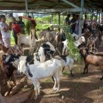 Ternak di Ingin Jaya Aceh Besar