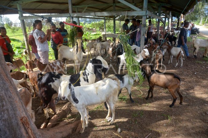 PASAR HEWAN DI ACEH BESAR KEMBALI DIBUKA | ANTARA Foto Ternak di Ingin Jaya Aceh Besar