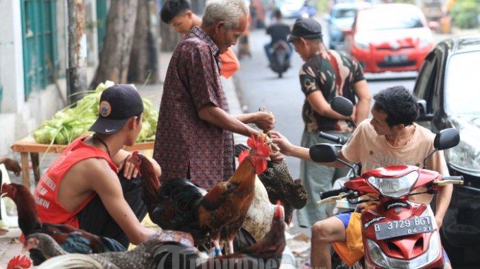 Industri ternakan ayam dijangka rugi RM200 juta sebulan - Kosmo Digital Industri ternakan ayam dijangka rugi RM200 juta sebulan - Kosmo Digital
