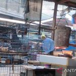 Harga ayam kampung di Mesjid Raya Aceh Besar