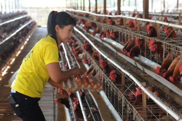 Produsen Pakan Ternak Nilai, Harga Telur Ayam Sulit Turun | Republika ...