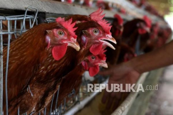 Peternakan Ayam Petelur di Aceh Besar | Republika Online