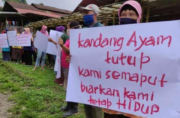 Panduan Beternak Ayam Kampung Super Bagi Pemula - HOBI TERNAK