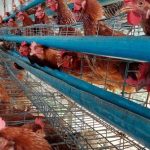 Jual Doc Petelur/ Bibit Ayam Petelur Betina 1 Bok isi 100 ekor | Shopee ...