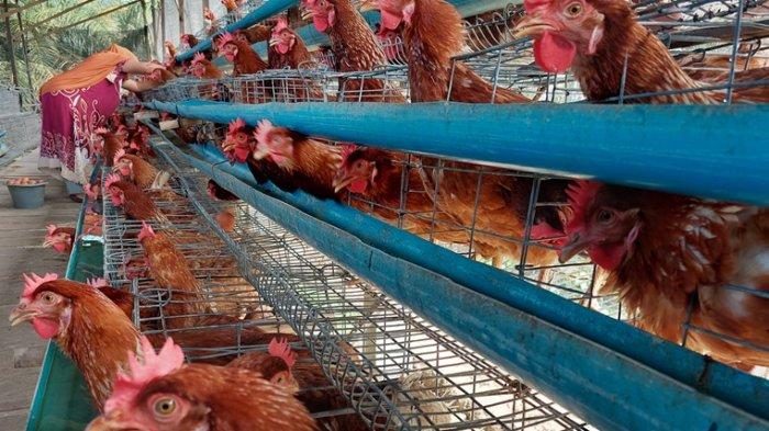 Jual Doc Petelur/ Bibit Ayam Petelur Betina 1 Bok isi 100 ekor | Shopee ...