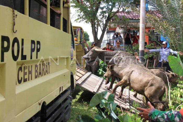 Ternak di Babah Rot Aceh Barat Daya