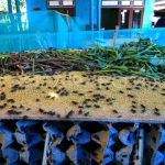 Ternak jangkrik di Peusangan, Bireuen