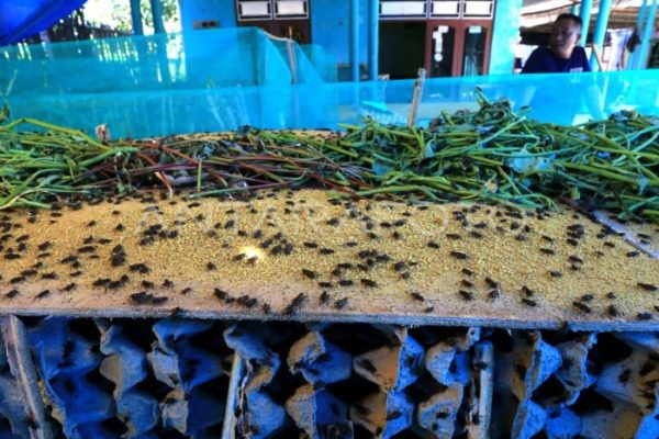 Ternak jangkrik di Peusangan, Bireuen