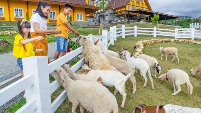 Desa Wisata ’Cepogo Cheese Park by Cimory’ Boyolali, Sajikan Aneka ... Peternakan ayam kampung di Cepogo, Boyolali
