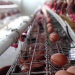 Pasca Idul Adha, Permintaan Ayam Potong Sepi | Waspada Aceh