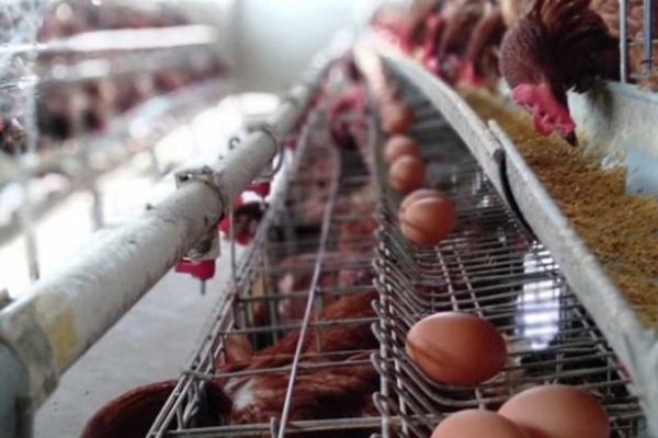 Pasca Idul Adha, Permintaan Ayam Potong Sepi | Waspada Aceh