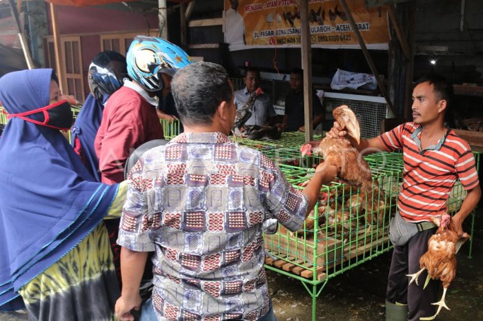 PENJUALAN AYAM POTONG DI ACEH | ANTARA Foto Penjual ayam petelur terdekat di Labuhan Haji Aceh Selatan