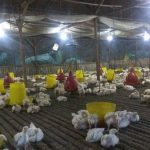 Peternakan ayam kampung di Langsa Lama, Kota Langsa