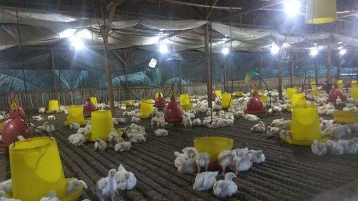 Warga Suka Jadi Langsa Protes Peternakan Ayam Potong, Alasannya Kerap ... Warga Suka Jadi Langsa Protes Peternakan Ayam Potong, Alasannya Kerap ...