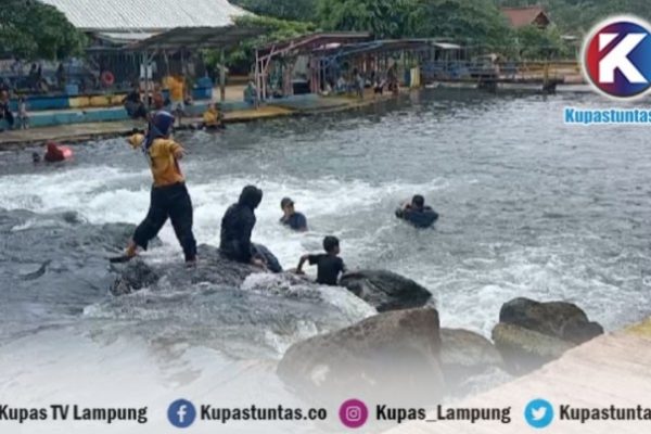 Ayam arab di Bandar Sribawono, Lampung Timur